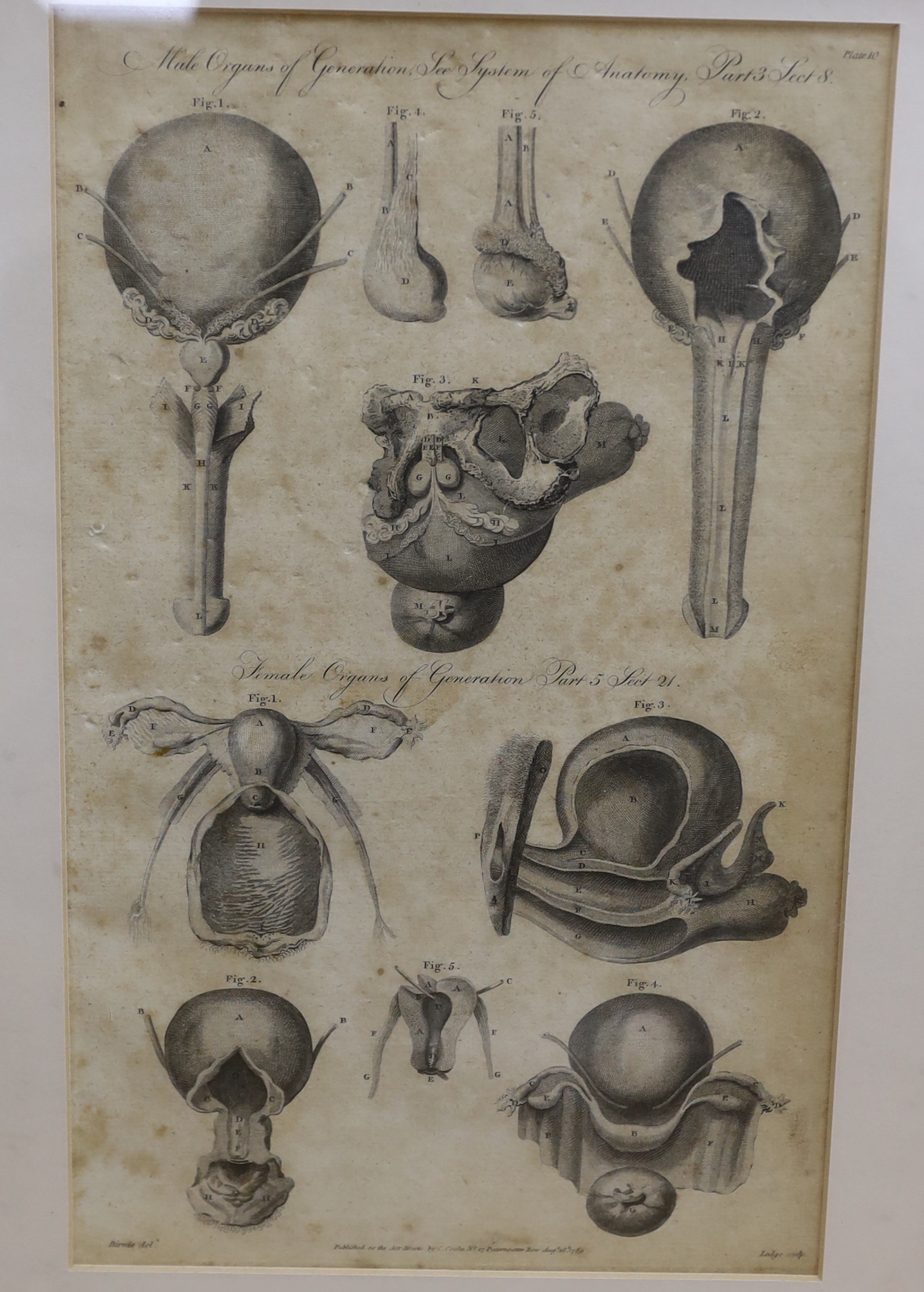 Six medical and anatomical 18th century engravings, including arteries with the muscles on the right side of the body and organs of sense, see, system of the anatomy, publ. by C. Cooke, various dates, each 36 x 21cm